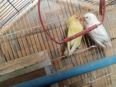 Breed Pair. . . Egg Laying. . . Whatsapp 03249844151