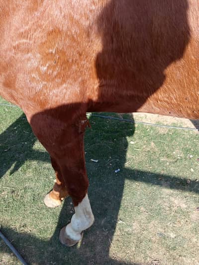 Riding Horse for Sale – Trained & Active