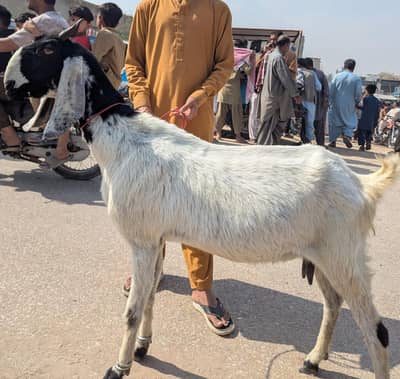 bakri for sale full active hay