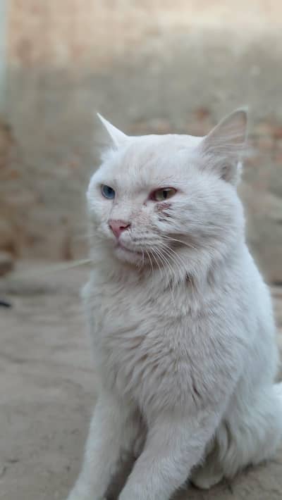 Persian Cat