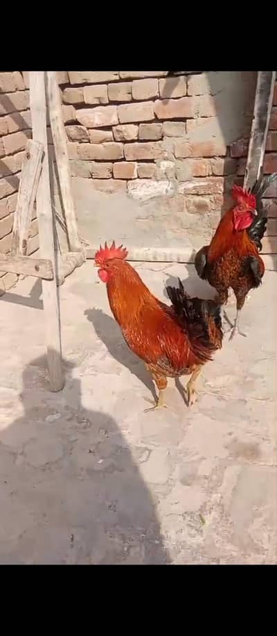Desi male hens for sale