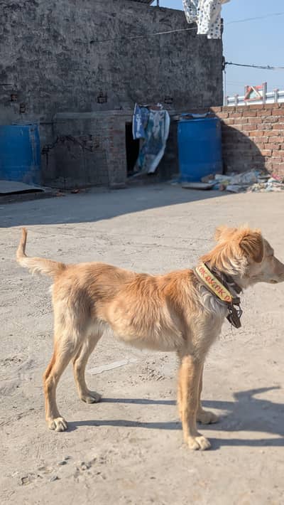 golden retriever female