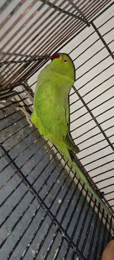 Green Breader femail