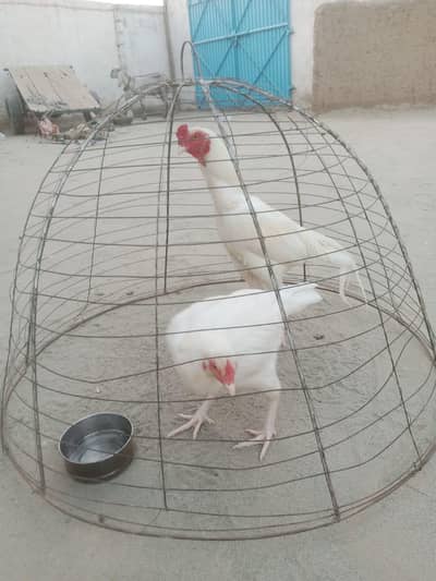 just murga for sale 0300_1228111