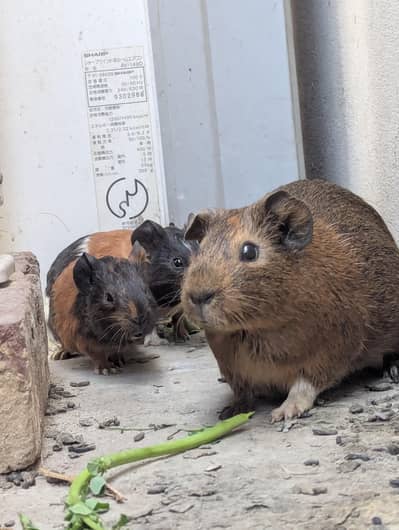 guinea pigs