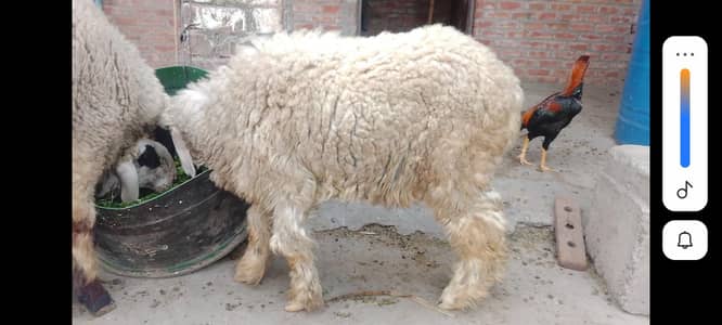 male sheep03284193534
