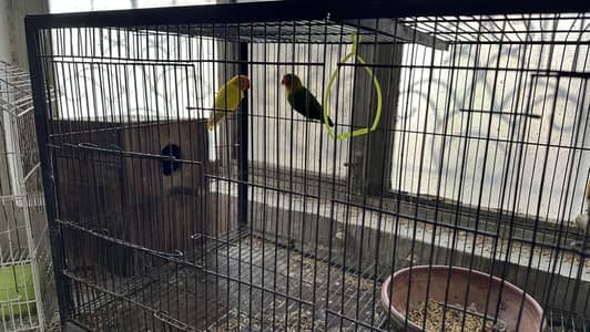 1 Fisher, 3 Green split Ino and 1 Lutino Available for sale