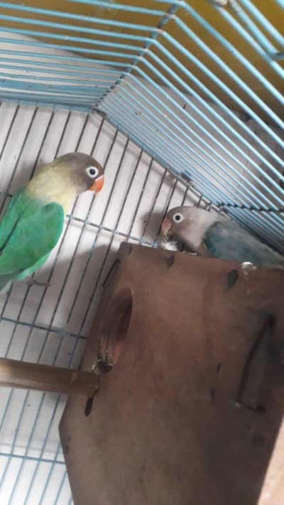 albumin black eyes two pairs