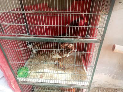 TOP QUALITY MIAWALI ASEEL