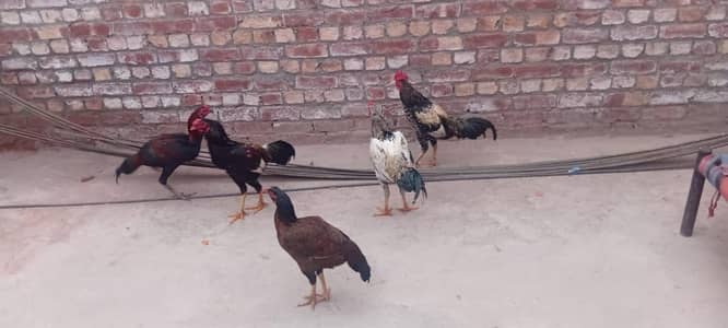 Aseel murgye For Sale Aseel murgi se nekly howe hai