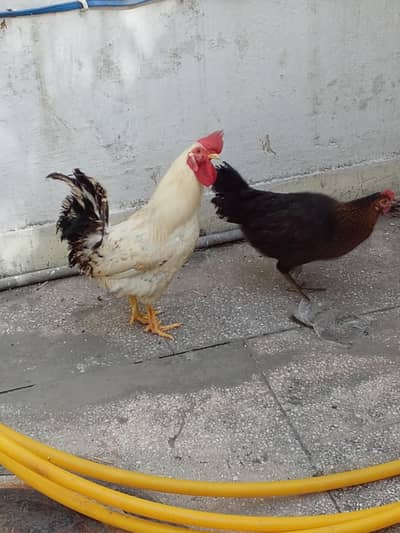 Chicken and hen pair