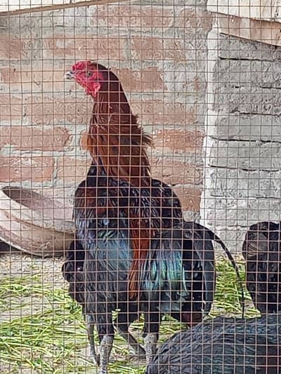 Burmi Aseel | Aseel Murgha | High Quality Aseel For Sale