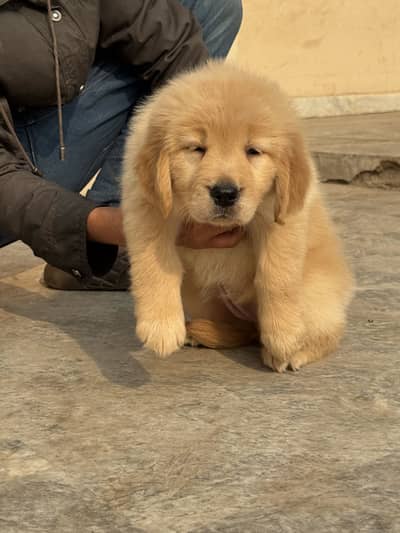 Golden retriever puppy for sale