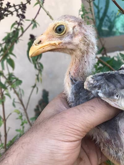 Sindhi Aseel saletha , mushka chicks , bacha High quality  murga murgi