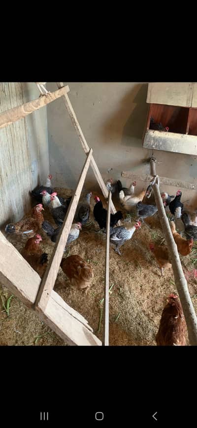 lohman brown astrlop misri