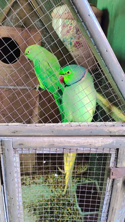 Full healthy and active pair ha  bolate bhi hain Or sath me 1 Gift