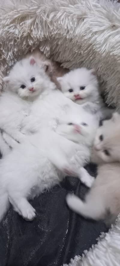 tripple cotted punch face kittens age 55days