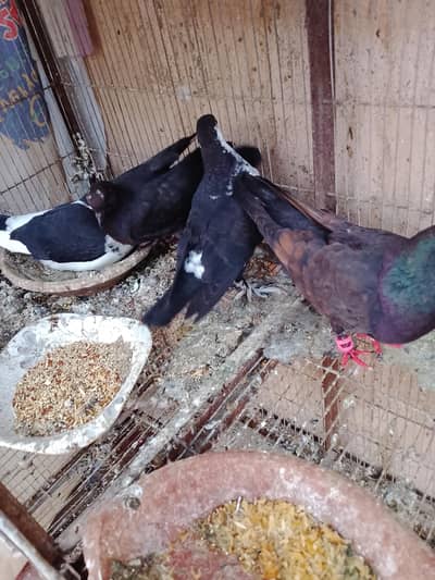 kala gola aur sherazi pair 2 bachon ke sath