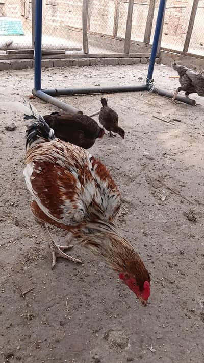 pure desi pare wali murgi male 3500 or female 2500 eggs wali