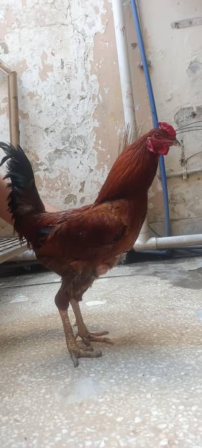 Gao ka paala huwa asli murgha or Desi murghi hai