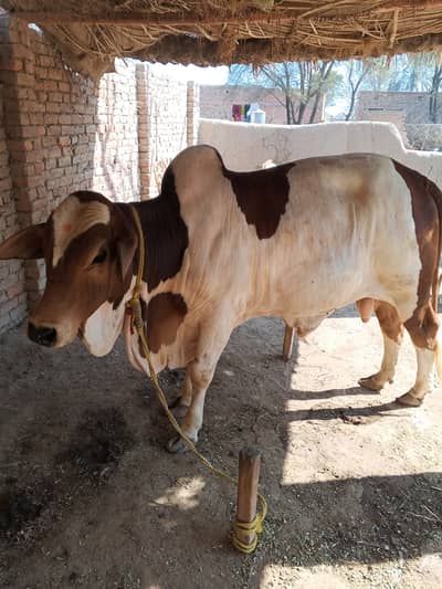 Mere pass aik achi nasal ka Wacha hai js ne Lena ho rabta kre