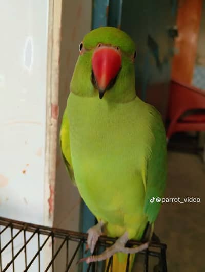 Ringneck female parrot for