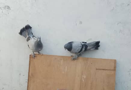 Arabian polish fancy sherazi pigeon pair for sale