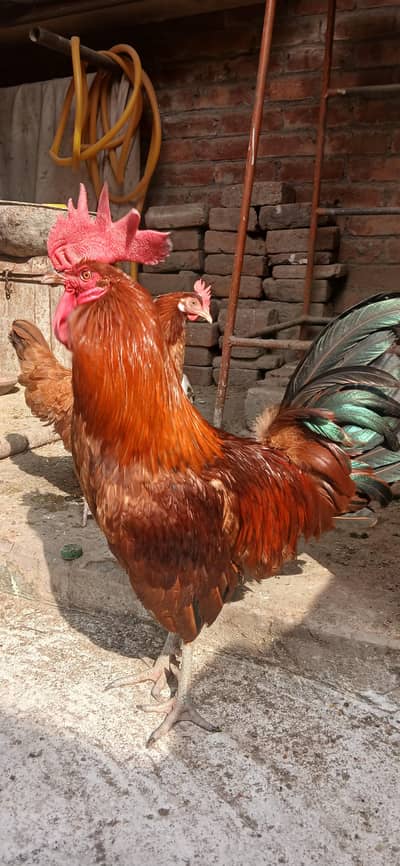 desi murga murgi pair