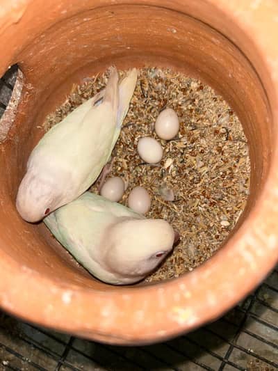 Albino red eyes breeder DNA  pair with eggs