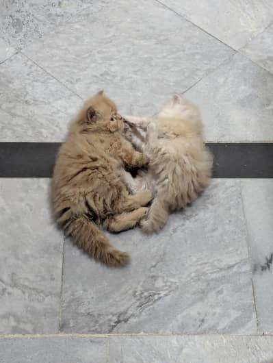 Persian kitten triple coated
