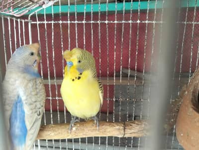 Trufted budgie ready to breed pair available. 03284381936