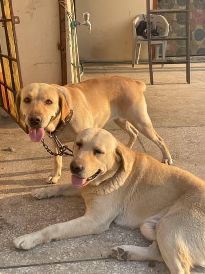 Beautifull Male and female retrievers (pair) up for sale