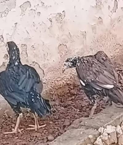 male assel lasani hi oe female miawali Urgent for sele