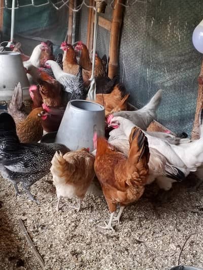 Golden Misri Desi hens| Egg laying hens| Desi murgi