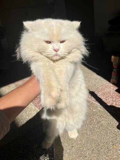 Persian Male Triple coat