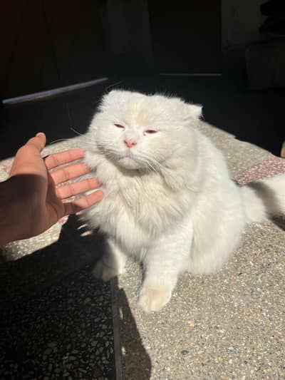 Persian Male Triple coat