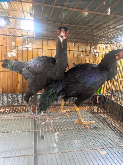 Thai aseel hens
