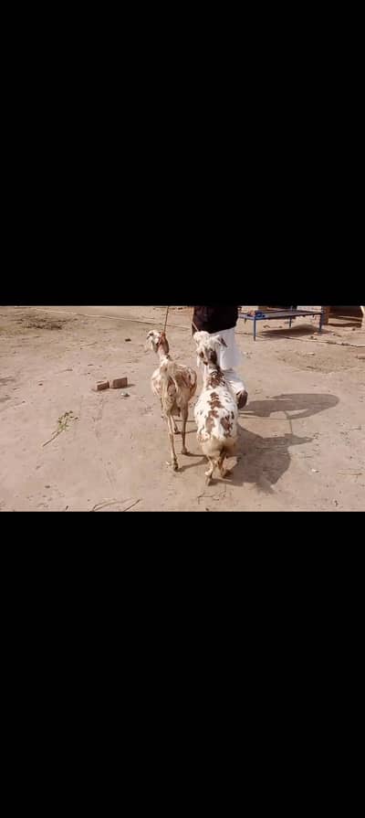 2 Pregnant Bakri