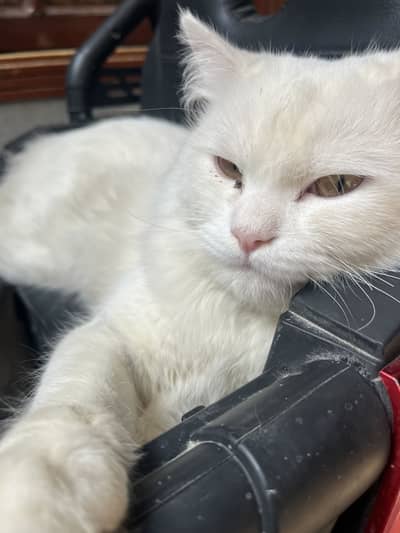 Beautiful White Persian Cat for Sale