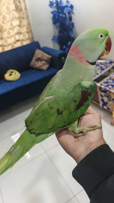 purely home grown-up Hand Tame Raw Parrot, Talking Mithu, Mama, Allah.