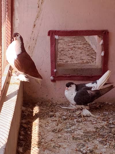 Big size Lahore sherazi breeder Pair.