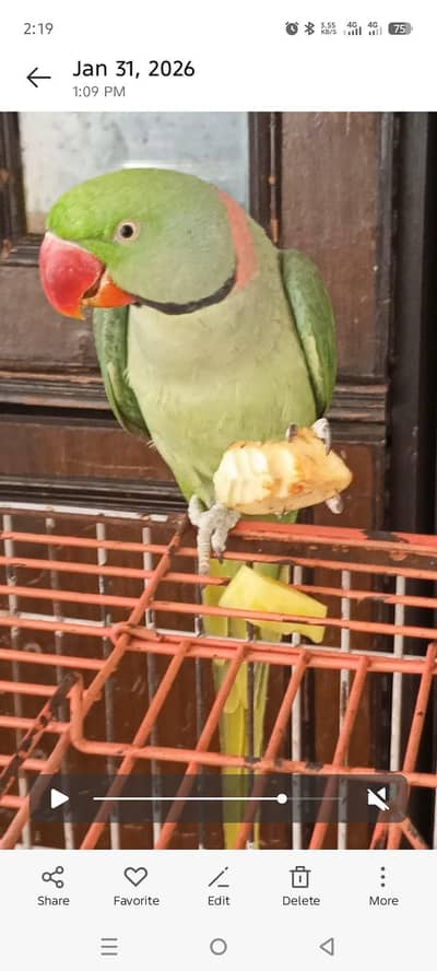 kashmiri raw hand tame