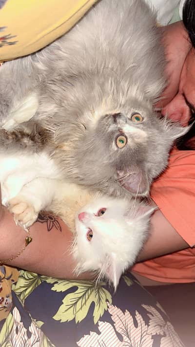 More than Triple coated kitten