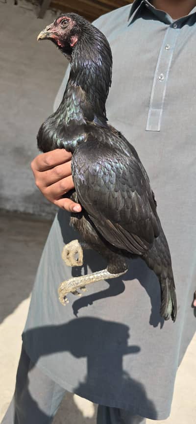 Egg Laying Hens for Sale