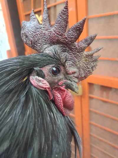 BLACK AYAM CEMANI HOME BREED