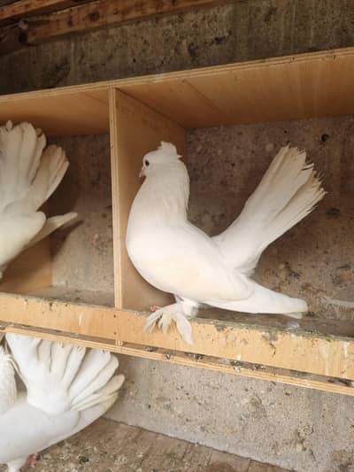 white laqa pigeons high quality breed