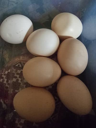 Desi Eggs Awailable