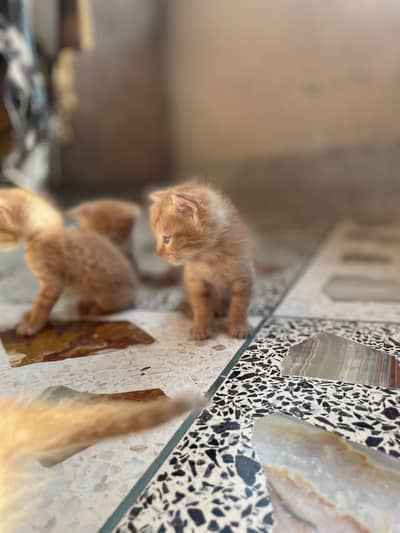 Cute kittens for sale