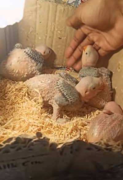 Raa chicks available for tame