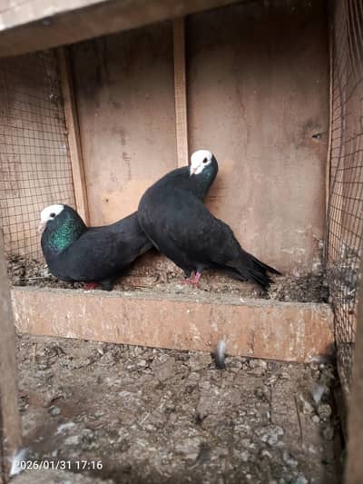 Black mukhii breeder pair